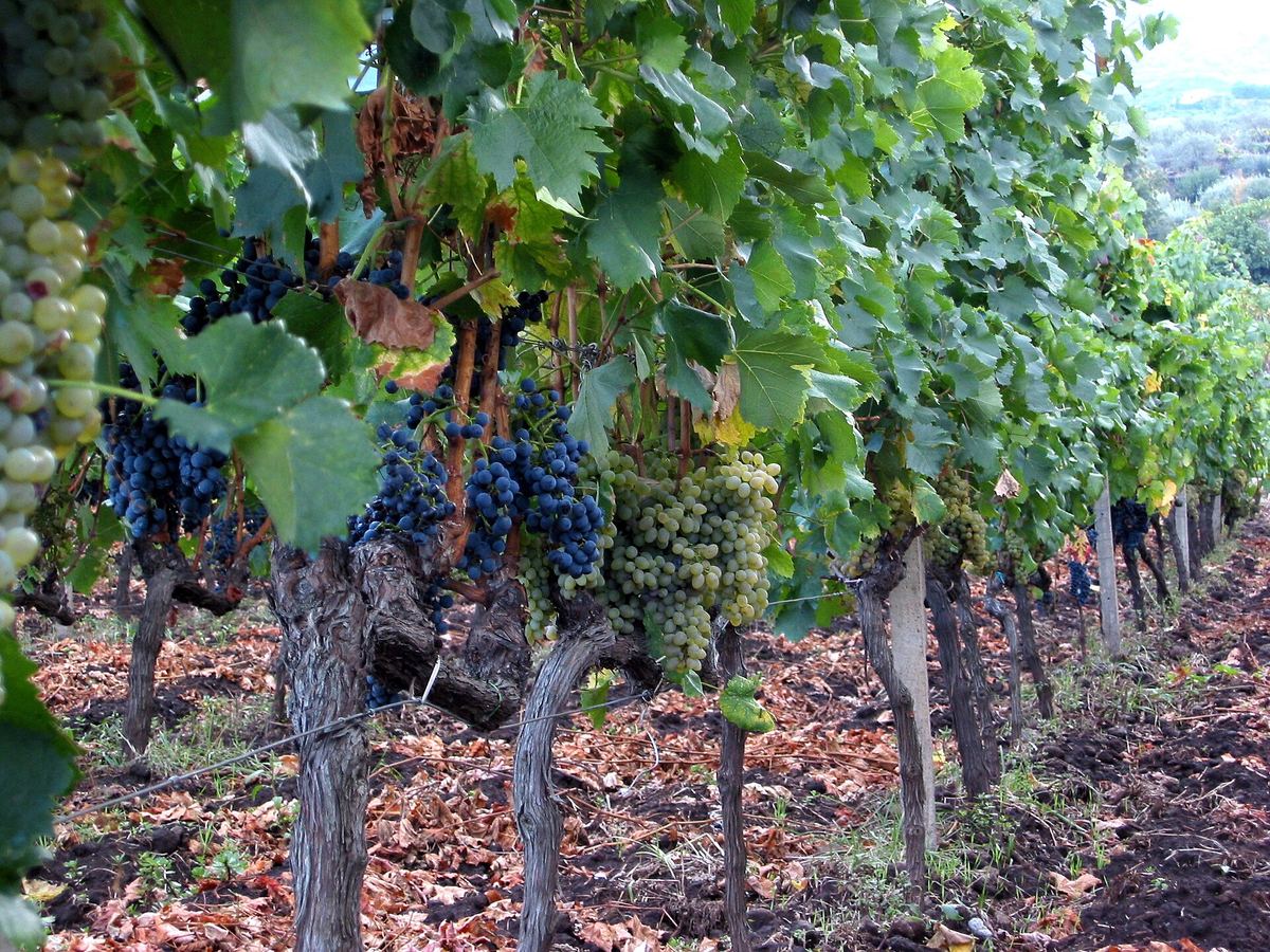 Weinberg auf Sizilien