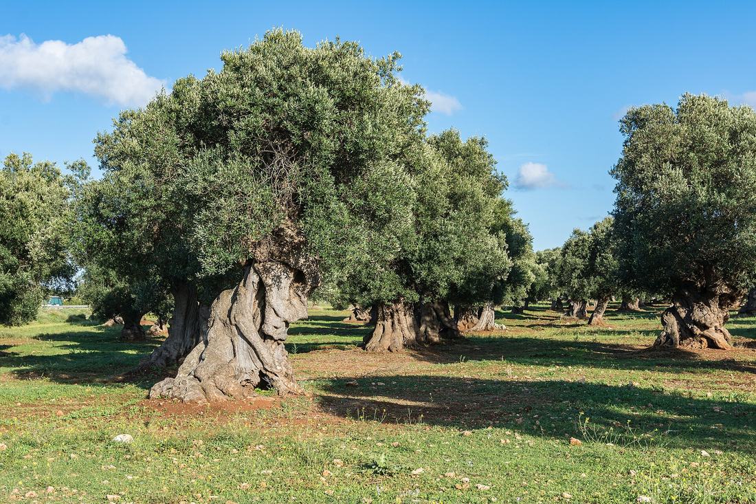 Olivenhain in Italien