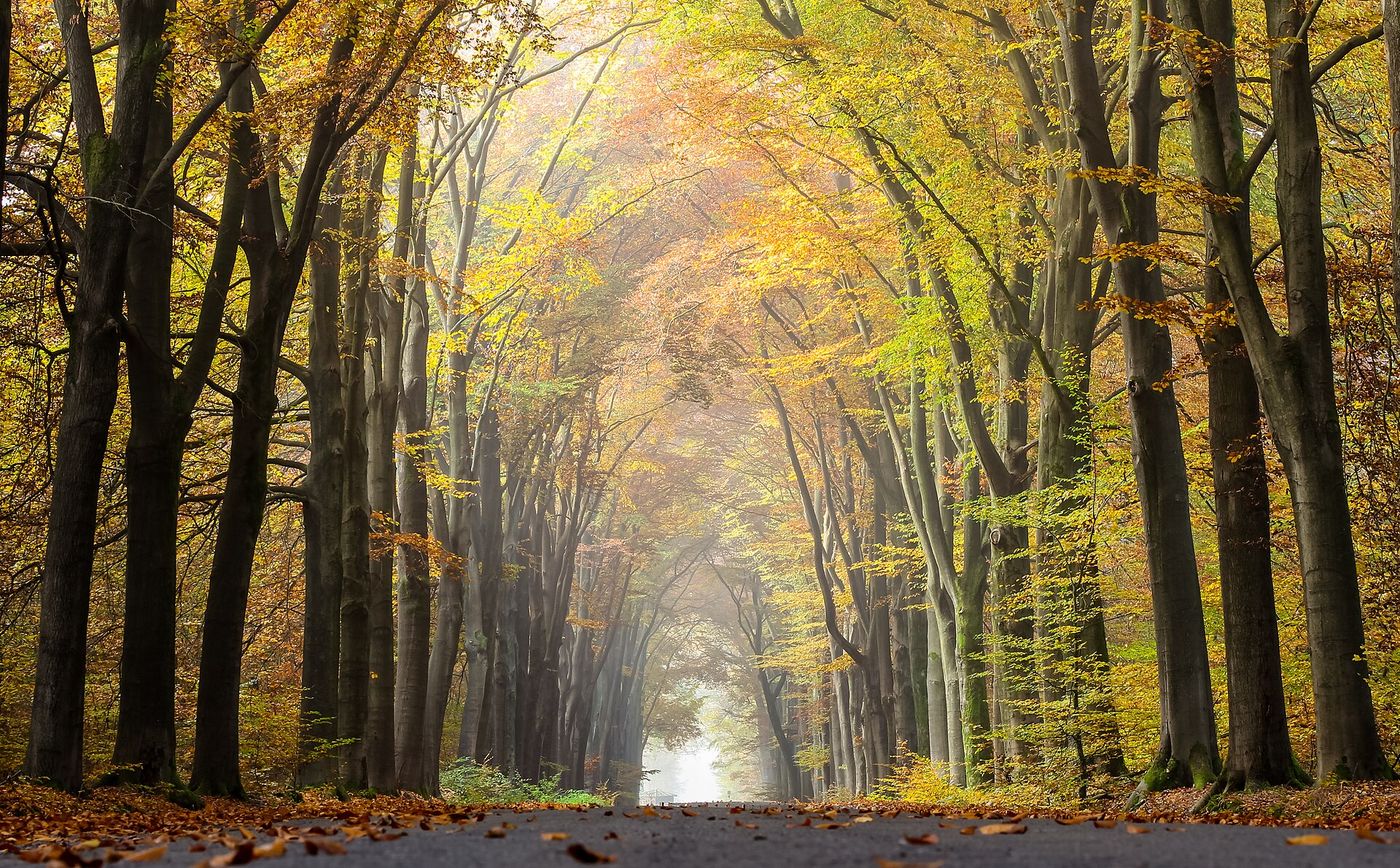 Herbstliche Waldallee im Morgenlicht